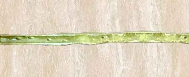瓷磚美縫劑